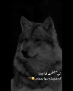 گرگ باش ...............^_^ :))))))