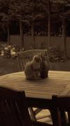 هنوز گربه‌هام بهتر از مان‍😐..🚶🏼‍♀️