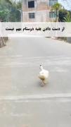خلاصه یا دوستیم یاهم باید بکوشمت😞😂🚶🏼‍♀️