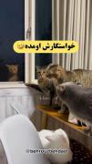 خ‍‌اس‍‌ت‍‌گ‍‌ار‍ی ممدا... 😂🫡💔