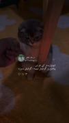 امیدوارم هرکی جز من پیامتو رو گوشیش می بینه...