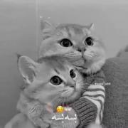 عاشقانه جدید.......................... 