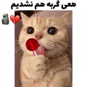 هعی گربهههههه هم نشدیممممم🗿💔