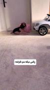 وقتی رفیقت اصرار داره که هنوز مست نشده: