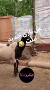 عن بازی جدید ملت .... جیگرو دادا 😂😂