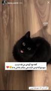 گورباحححح>>>>‌‌‌‌‌‌‌‌‌‌‌‌‌‌‌‌‌‌‌