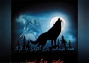  هیچ وقت با گرگ بازی نکن حکمش مرگه✌️