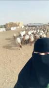 اینم ترند جدید باگوسفند🤣🤣🤣ریمیکسشم عالییه😁😁
