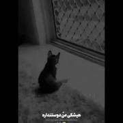 هیشکی منو دوس نداره💔. 🩹