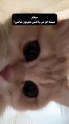 صیلام‌میشه‌جز‌من‌با‌کسی‌مهربون‌نباشی؟🐈