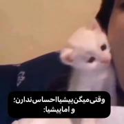 پیشی هارو با دنیا عوض نمیکنم 🥺🥺🤍✨✨✨❤️