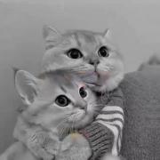 عاشقانه...........مغرور.........