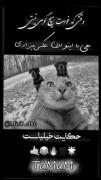 وقتی خودت هیچ گهی نیسی هی با این و اون عسک میگیری