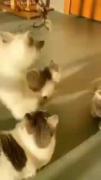 داره اشتباه میزنه بیچاره گورباح 🤣🤣🤣🤣😸