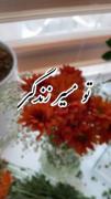 - عیم ‌ ‌