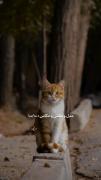 ننههههه کیوووووووت🥺‌‌‌‌‌‌‌‌‌>