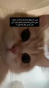 من کم اوردم،دیگه آخر خطه......