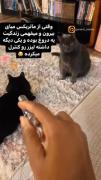 بدبخت ...قیافه گربه هه فقط...💔🫥