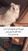 مشکل داری مشکل داری 😂ما داریم زحمت میکشیم 