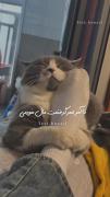 .... بالا بری پایین بیای دگه مال خودمی 😌❤️