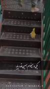 دلــم از ایــن اردکـــا خــاســت:) 
