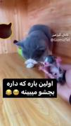 وقتی قبول نمیکنی که از خودته و...