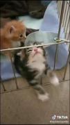 ککمممممکککک ککممممکککممم ککنننییییددد😂🐱