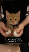 آره با خود توعم 🐾 خیلی خوشتلی