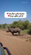 میدونم براتون سوال بود کرگدن چجوری میریزه 🥰😂
