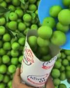 استوری میوه آلو سبز خوشمزه زیبا