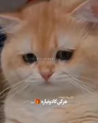 استوری نوشته گربه طوری تولد کادو