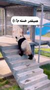 استوری حیوانات خستگی پاندا تنها