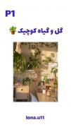 آموزش گل و گیاه دکوراسیون دخترانه
