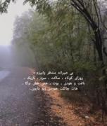استوری کلیپ متن نوشته ساده جنگل