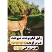 بفرس برای رفیق صمیمیت 😉😂😊😁