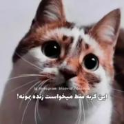 ولی این گربه فقط میخواست زنده بمونه🦋🖤