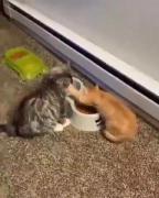 # تک موری = گربه خوری ( سگ خوری بود من عوضش کردم )🤣