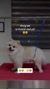 ***واییی فقطط لبخندشوو🐈🌈****