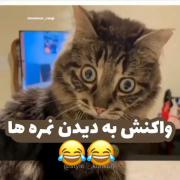 واکنش دیدن نمره های کلاسی بعد از امتحان😂😂