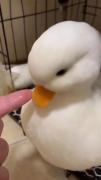 کی دلش میاد اینو فسنجون کنه بخوره 🐤🍽️