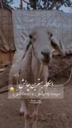 اسکار رو باید بدین به ایشون و دوستاشون