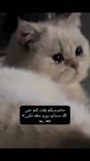 خیلی گربه ی کیوتی هستی میشه بخورمت