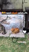 خمیازه واقعا مسریه منم خمیازم گرفت 🤣