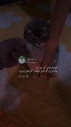 بفرست‌برای‌عشقت‌تا‌دیگ‌با‌کسی‌نباشه😂