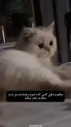 گولبهههه....................🕷🕸