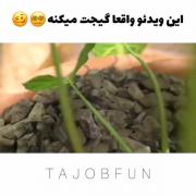 این ویدیو واقعا گیجت می‌کنه😵... 