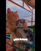 گربه ها هم عاشقی بلدن :)))))))))