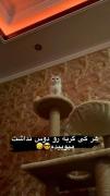 اونی که گربه رو دوس نداره میومیدم 
