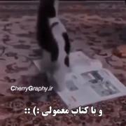 ببینید گربه چ میکنه براچي مسلموني؟ 🐈‍⬛🩸🔗