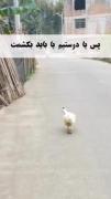 آیلین یا دوستیم یا باید بکشمت 😂